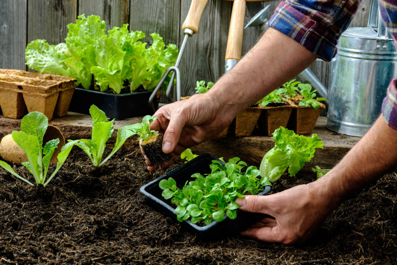 start vegetable garden 2 1