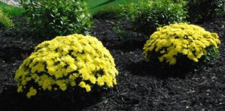 Midnight Black Mulch