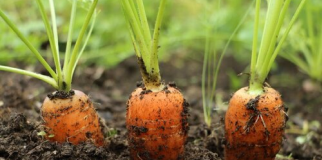 Garden Soil