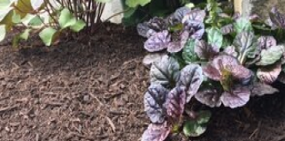 Eco Mulch