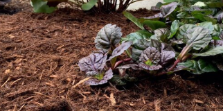 Canadian Cedar Mulch