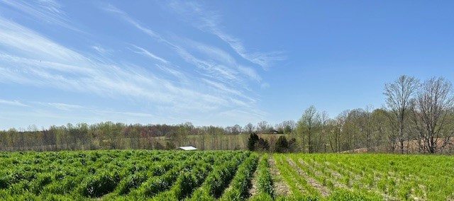 beautiful wide peaceful panorama Treated untreated crops